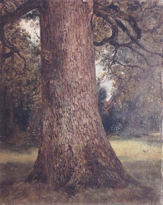 Study of the trunk of an elm tree, John Constable